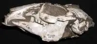 Cráneo completo de conejo identificado en Fonelas P-1.
