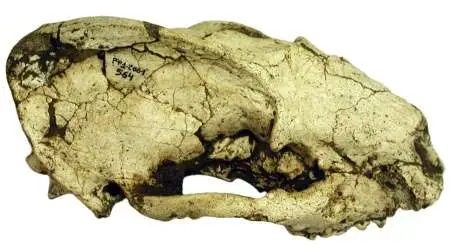 Cráneo del tejón del Pleistoceno inferior basal Meles iberica, por el momento identificado únicamente en Fonelas P-1