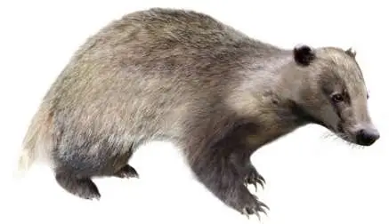 Reconstrucción del tejón del Pleistoceno inferior basal Meles iberica (R. Uchytel)