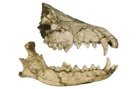 Composición de maxilar y mandíbula de Canis etruscus de Fonelas P-1