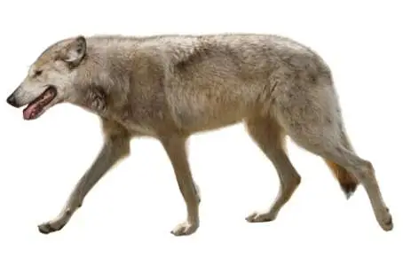Reconstrucción del Canis etruscus de Fonelas P-1 (R. Uchytel).
