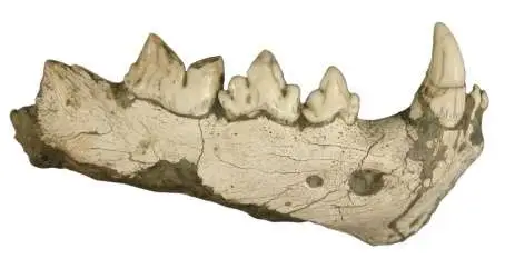 Mandíbula del guepardo del Plio-Pleistoceno (Acinonyx pardinensis) procedente de Fonelas P-1