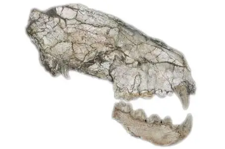 Cráneo y mandíbula de Hyaena brunnea procedente de Fonelas P-1