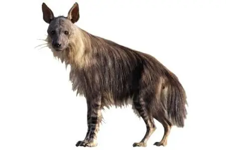 Ejemplar actual de hiena