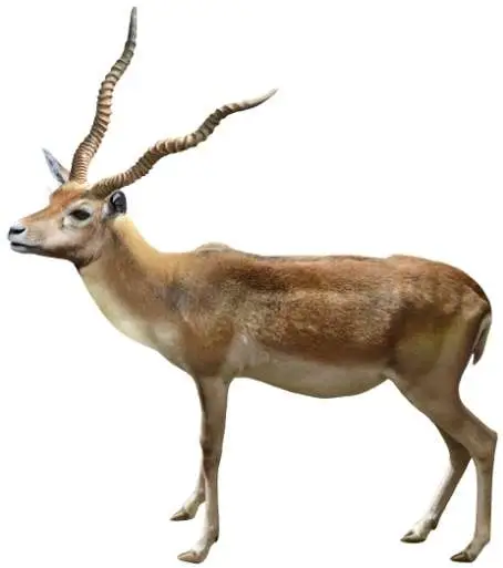 Reconstrucción de Gazellospira torticornis hispanica (R. Uchytel) procedente de Fonelas P-1