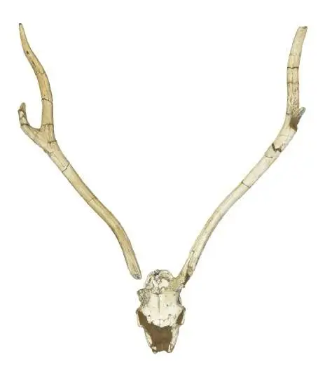 Cráneo y astas de Metacervoceros rhenanus philisi de Fonelas P-1