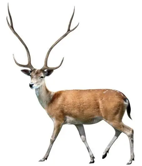 Reconstrucción de Metacervoceros rhenanus philisi de Fonelas P-1 (R. Uchytel)