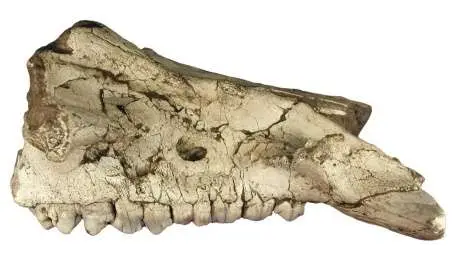 Maxilar de Potamochoerus magnus procedente de Fonelas P-1