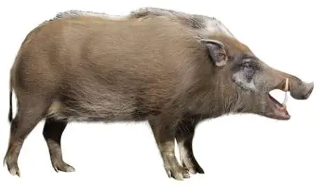 Reconstrucción Potamochoerus magnus procedente de Fonelas P-1 (R. Uchytel)