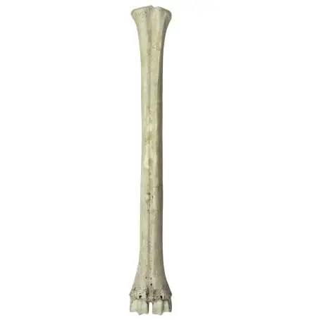 Metatarsiano de Mitilanotherium procedente de Fonelas P-1