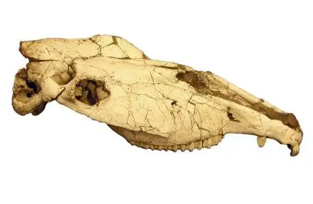 Cráneo de cebra primitiva (Equus major) procedente de Fonelas P-1