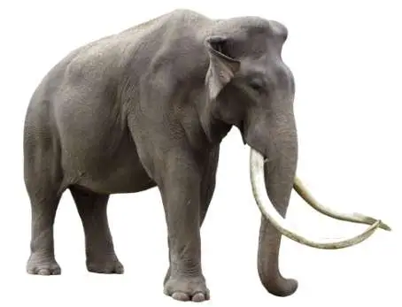 Reconstrucción Mammuthus meridionalis (R. Uchytel)
